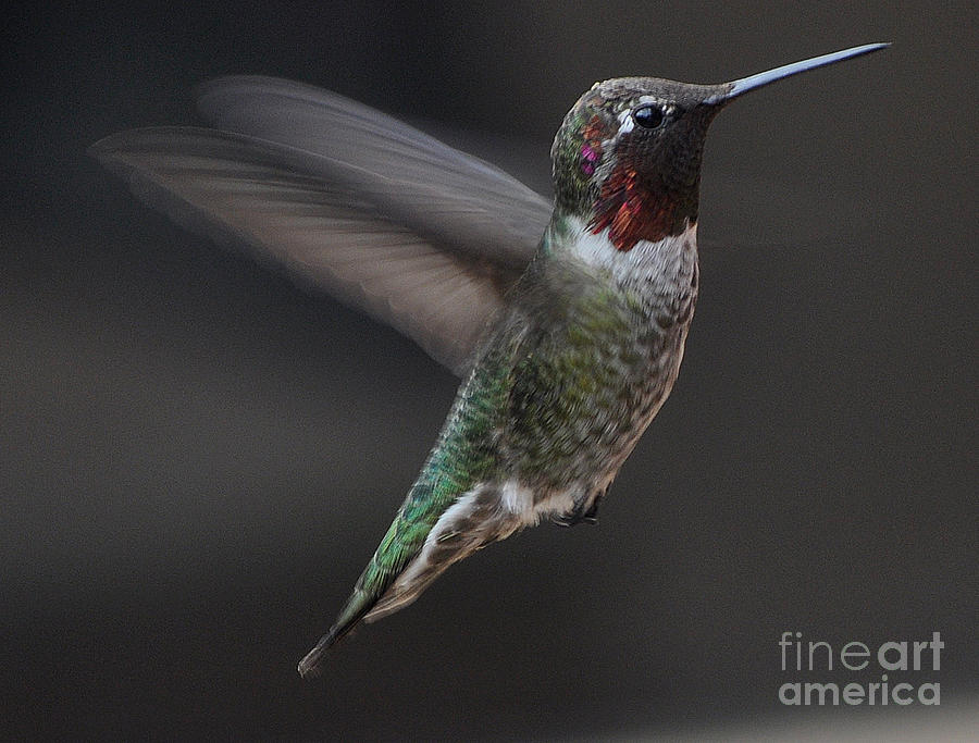 Male Anna Hummingbird In Flight Photograph by Jay Milo