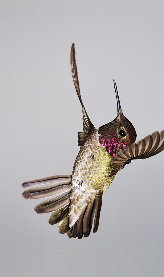 Male Annas Hummingbird Photograph by Gregory Scott