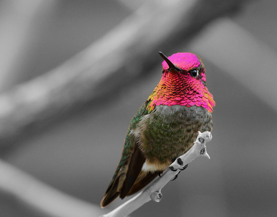 Male Annas Hummingbird Photograph
