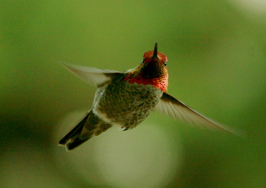 Male Annas Hummingbird Photograph by Teresa Herlinger