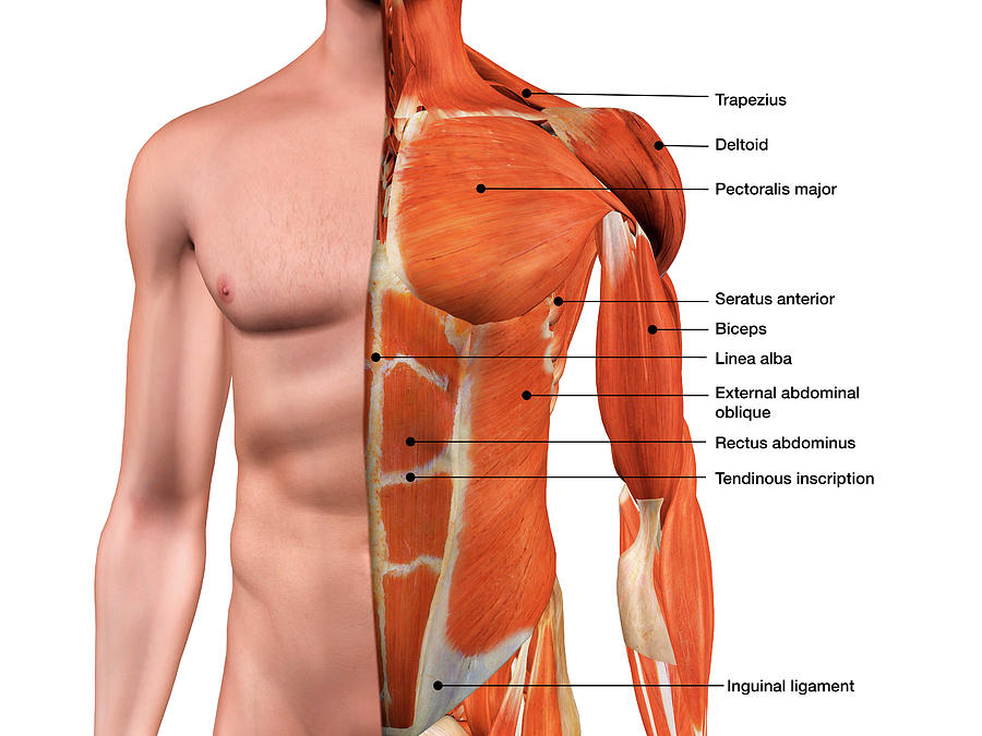 male chest anatomy drawing