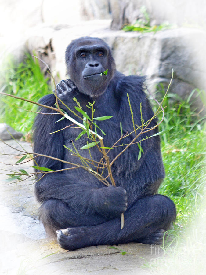 Male Ape Photograph by Jim Fitzpatrick