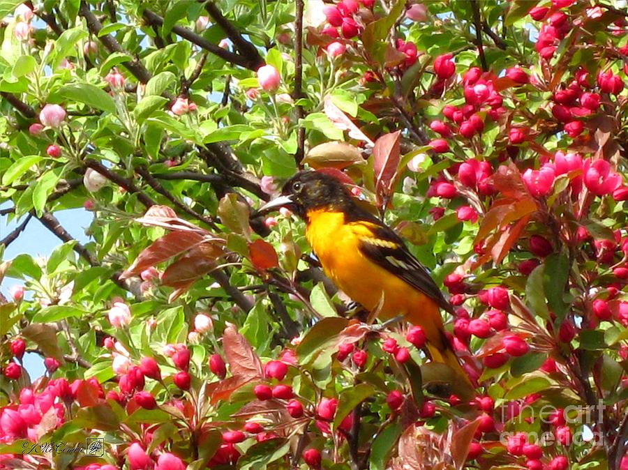 Male Baltimore Oriole Photograph by J McCombie