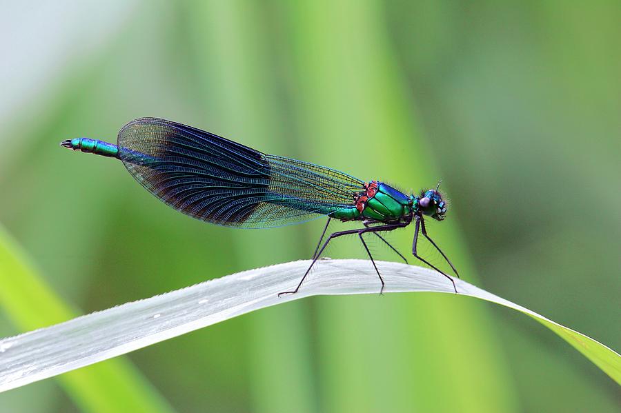 Male Banded Demoiselle Damselfly Photograph by John Devries/science ...