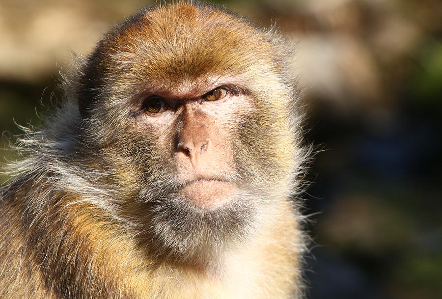 Male  Barbary Macaque (Macaca sylvanus) Photograph by Ger Bosma
