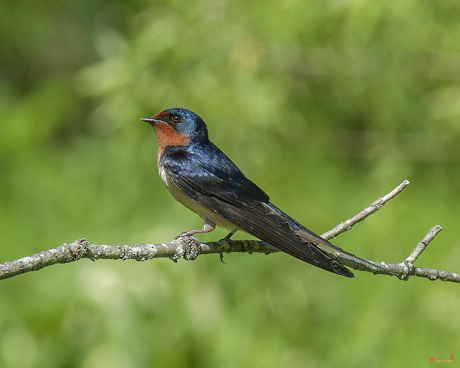 Male Barn Swallow Hirundo rustica DSB262 Photograph by Gerry Gantt