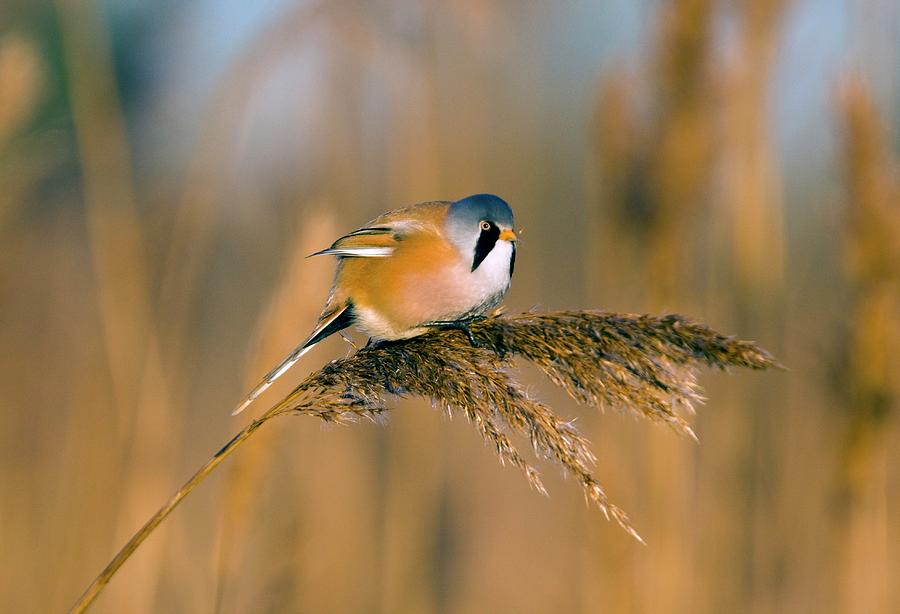 Male Bearded Tit Photograph by Bob Gibbons/science Photo Library