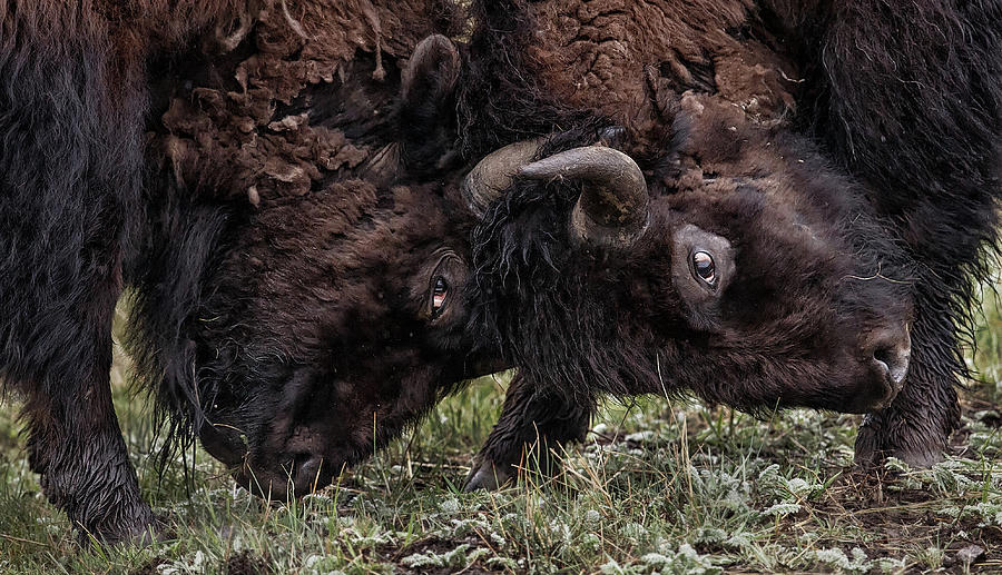 Male Bison Battling Photograph by Michael J. Cohen, Photographer - Fine ...