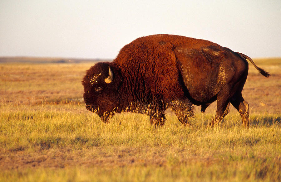 Male Bison Photograph by Steve Cooper