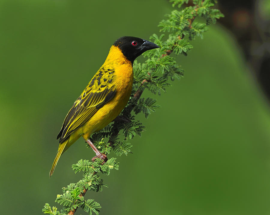 Male Black-headed Weaver Photograph by Tony Beck