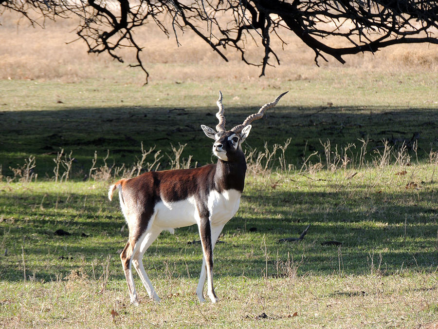 Male Blackbuck at Fossil Rim Wildlife Center Photograph by Jayne Wilson