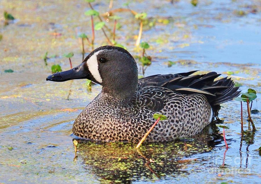 Male Blue Winged Teal Duck Photograph by Kathy Baccari