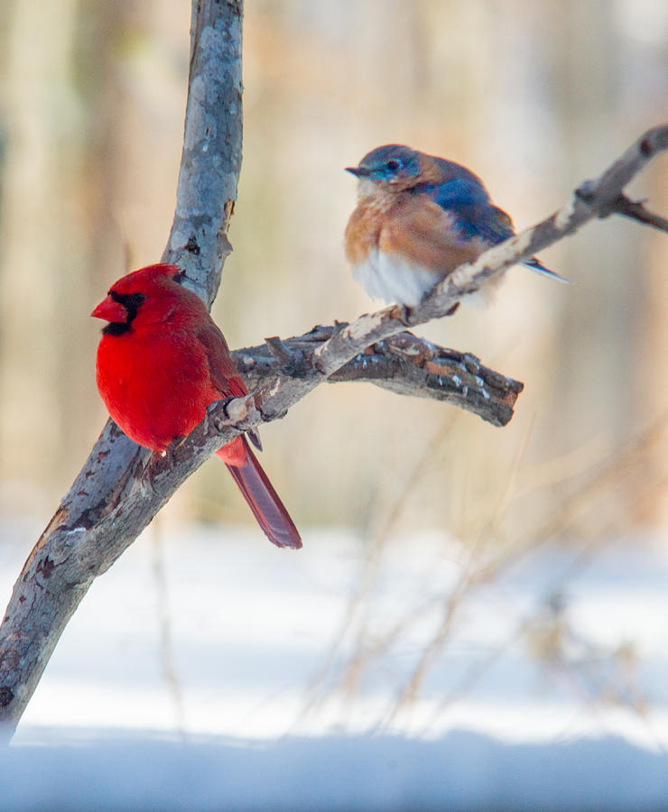 Male Bluebird and Cardinal on Branch Photograph by Douglas Barnett