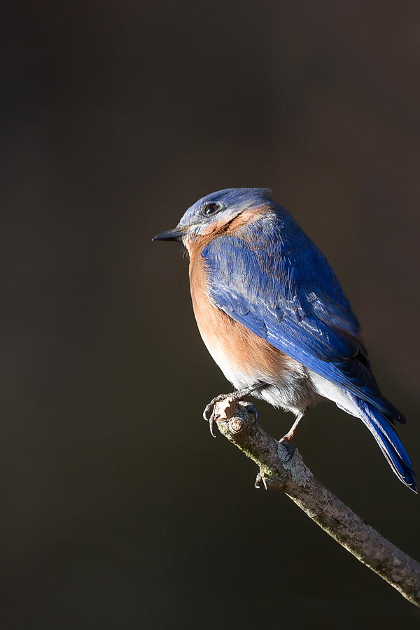 Bluebird Photograph - Male Bluebird by Bill Wakeley
