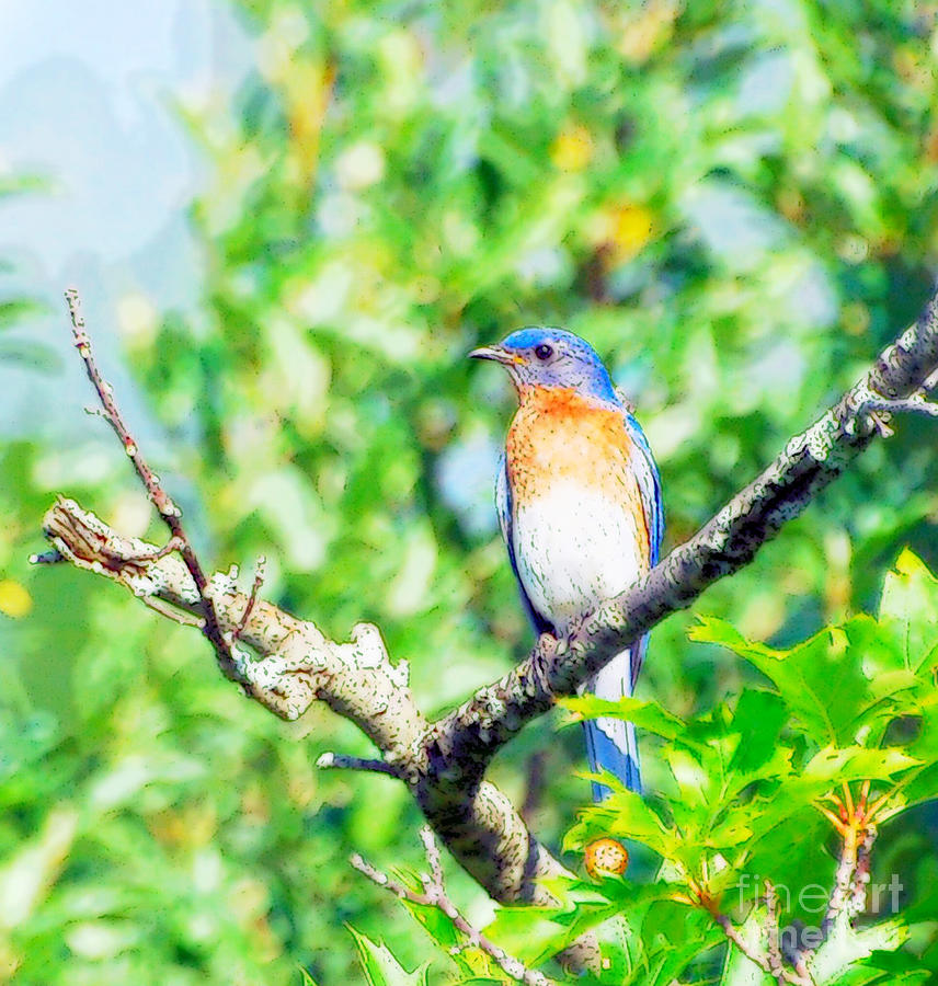 Bluebird Photograph - Male Bluebird - Digital Art by Kerri Farley