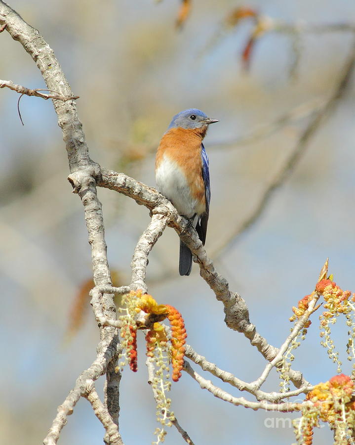 Bluebird Photograph - Male Bluebird In Budding Tree by Robert Frederick