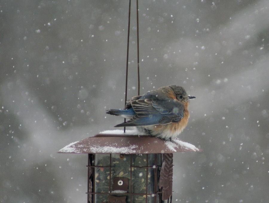 Bluebird in snow Photograph by Lois Lepisto