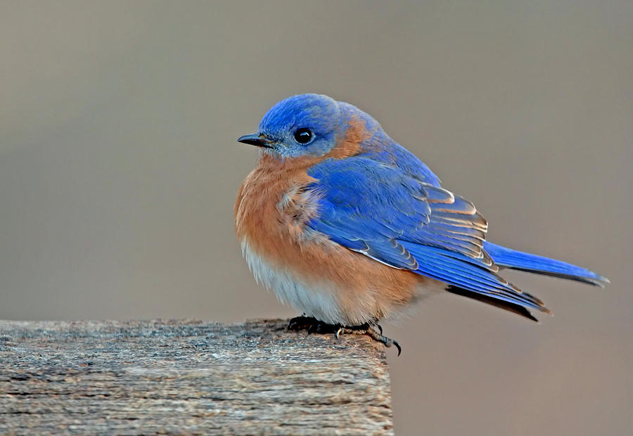 Bluebird Photograph - Male Bluebird by Jack Nevitt