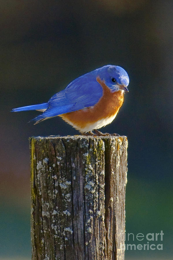 Male Bluebird Photograph by Ronald Lutz
