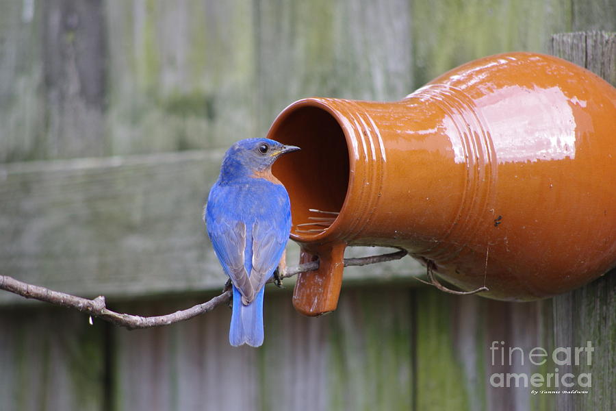 Bluebird Photograph - Male Bluebird by Tannis  Baldwin