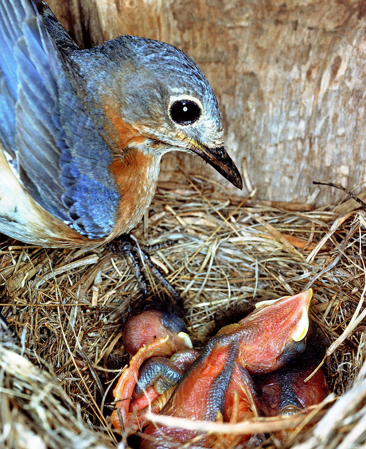 Male Bluebird With Chicks Photograph by Millard H. Sharp