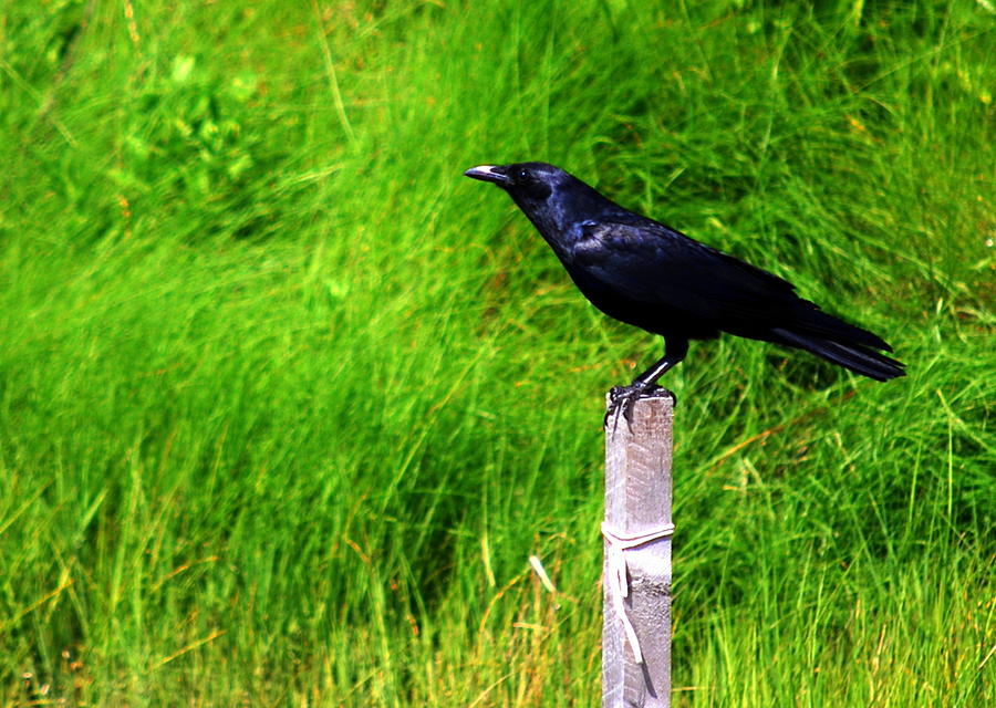 Male Boat-tailed Grackle Photograph by Mary Beth Landis