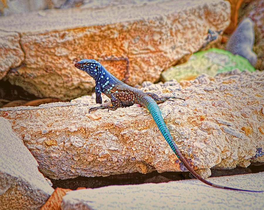 blue whiptail lizard