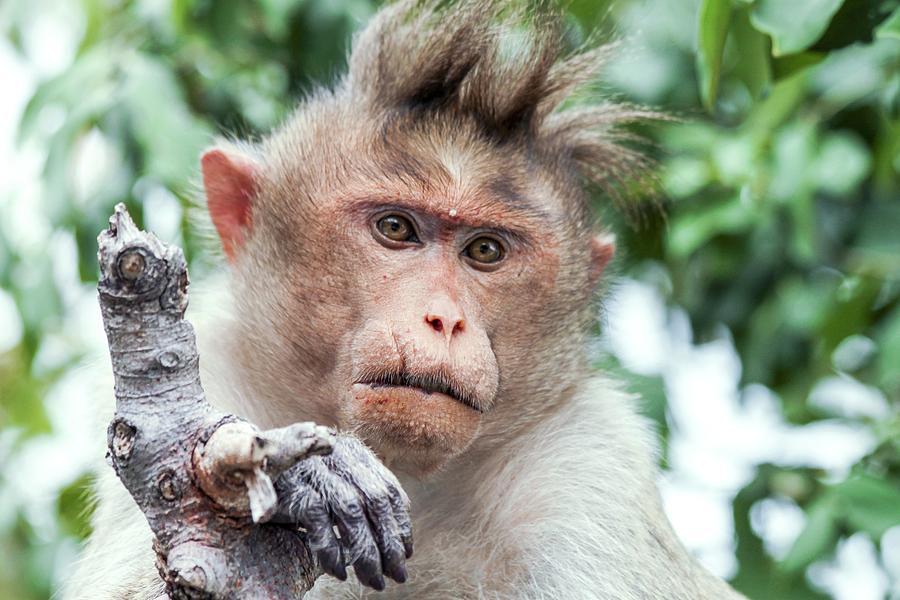 Male Bonnet Macaque Photograph by Paul Williams