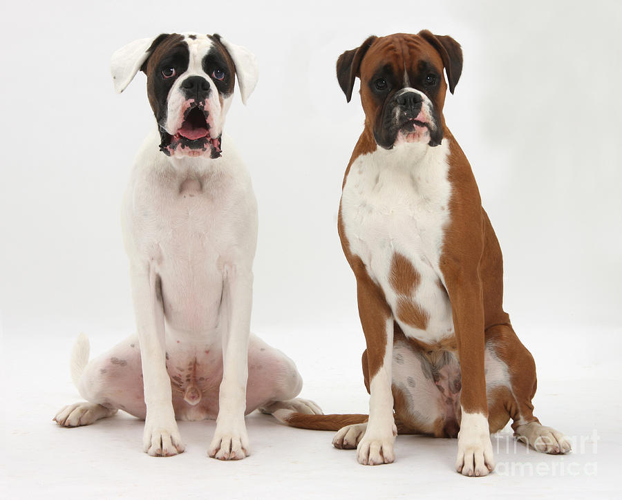 Male deals boxer dog