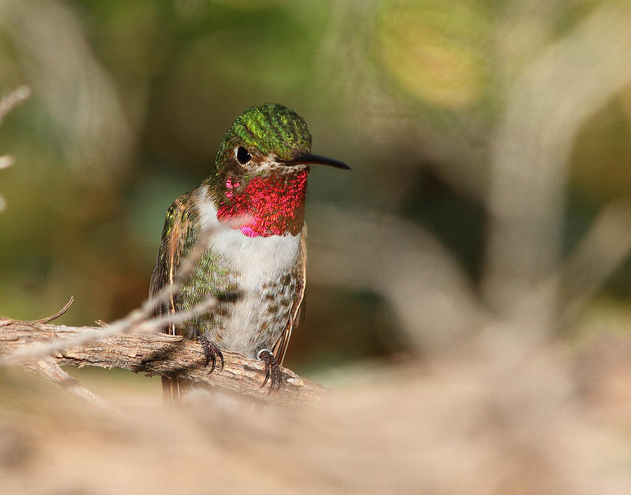 Male Broad-tailed Hummingbird Photograph