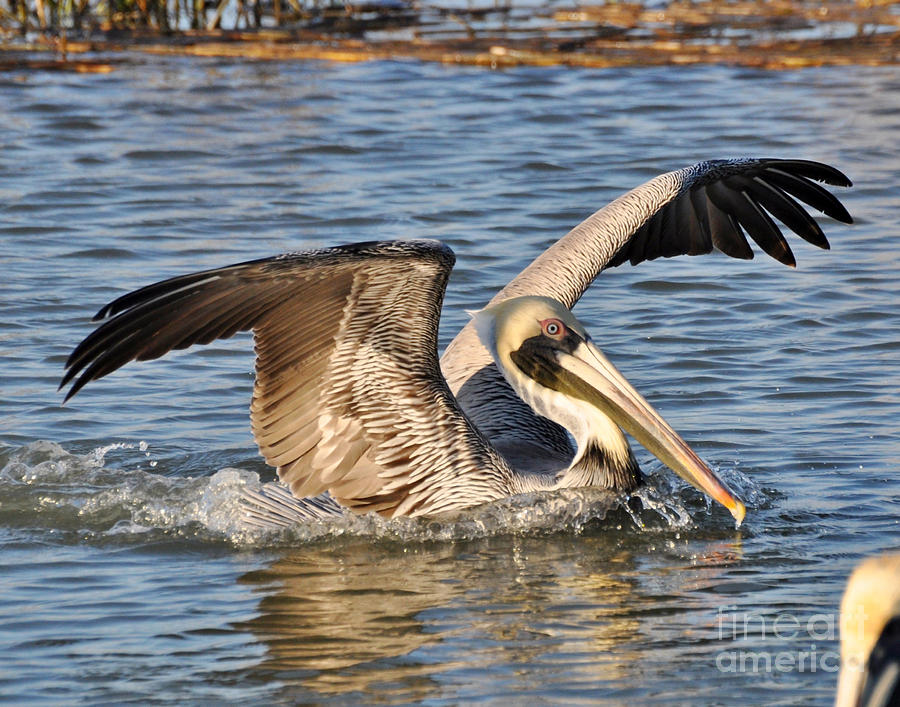 Male Brown Pelican Photograph by Kathy Baccari