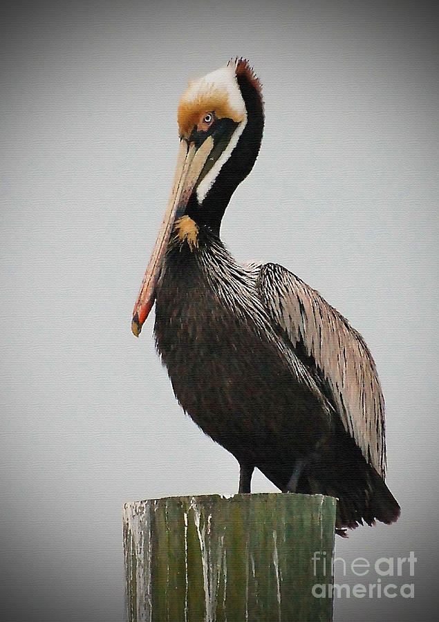 Male Brown Pelican Perching Photograph by Kathy Baccari