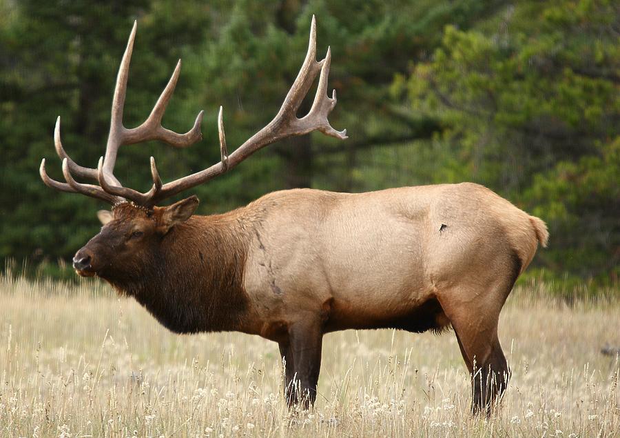 Male bull elk at Yellowstone National Park Photograph by Jetson Nguyen