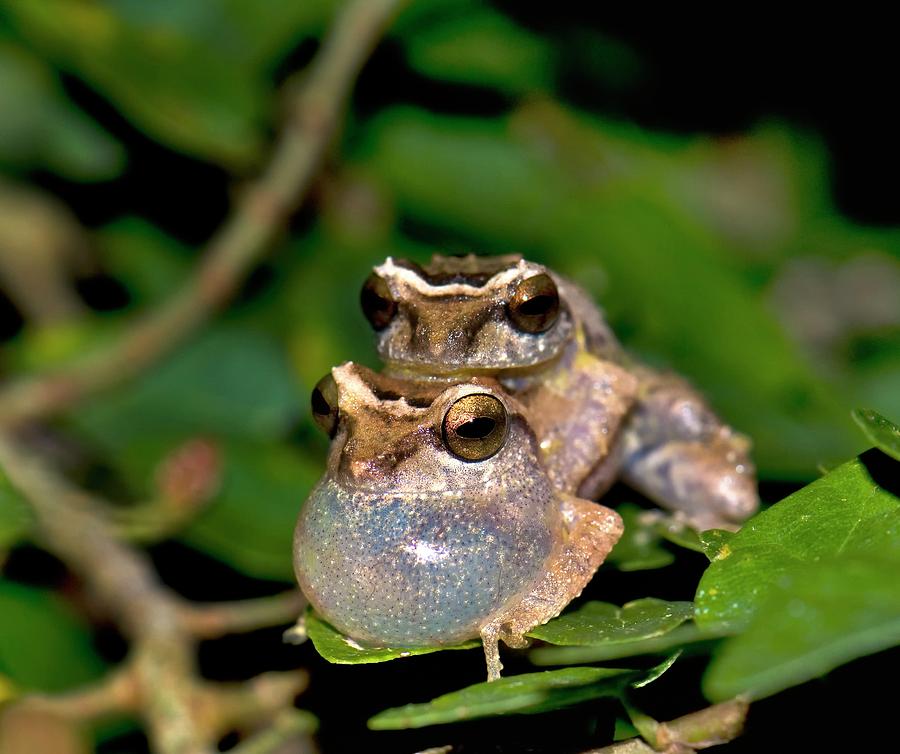 Amphibians Photograph - Male Bush Frogs by K Jayaram