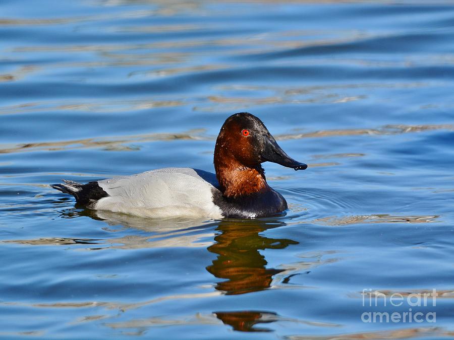 Male Canvasback Duck Photograph by Kathy Baccari