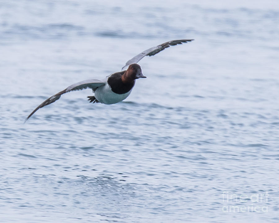 Male Canvasback Duck Photograph by Ronald Grogan