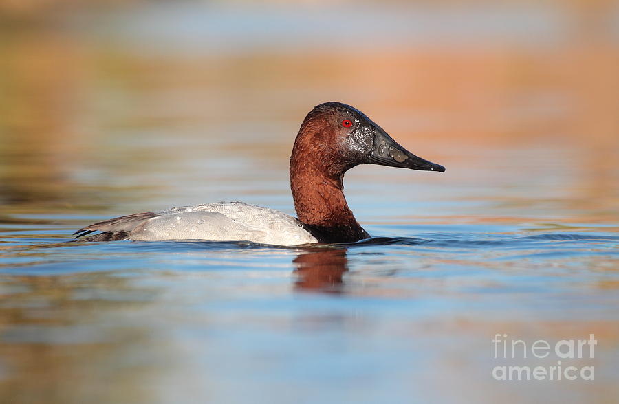 Duck Photograph - Male Canvasback by Ruth Jolly