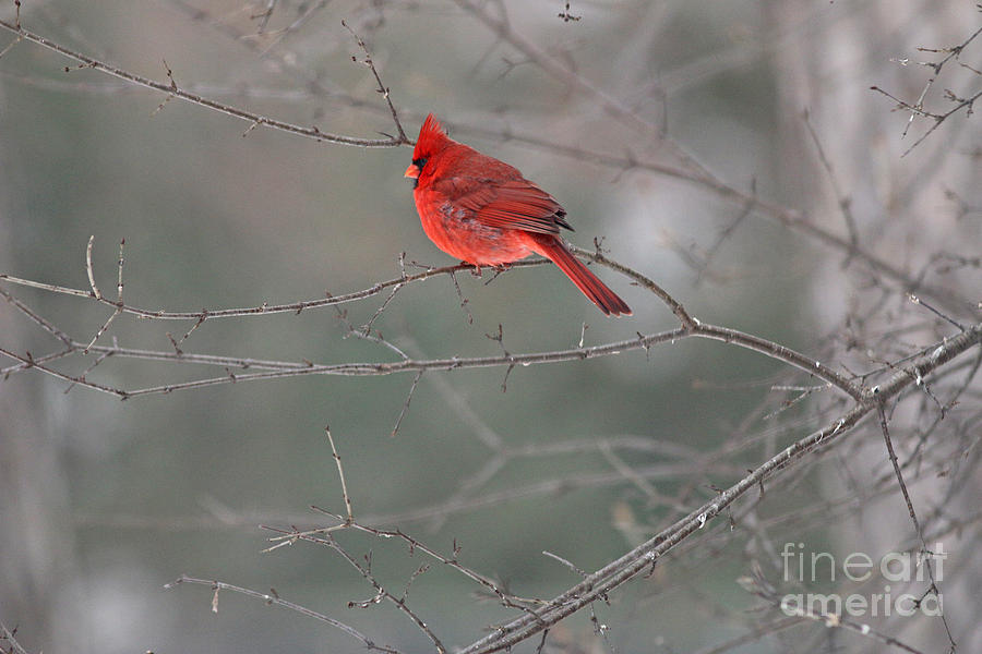 Male Cardinal 0800 Photograph by Jack Schultz