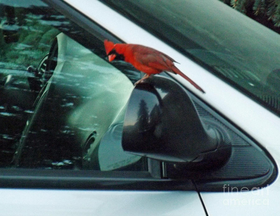 Male Cardinal Admiring his reflection Photograph by Brenda Brown