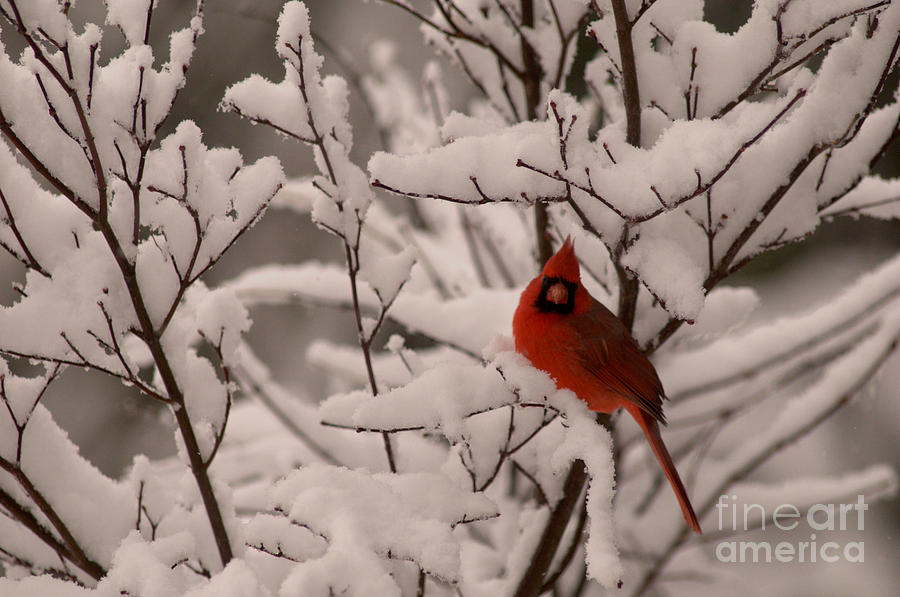 Male Cardinal Amongst Snowy Branches Photograph by Jane Axman
