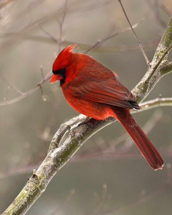 Male Cardinal Photograph by Ann Bridges