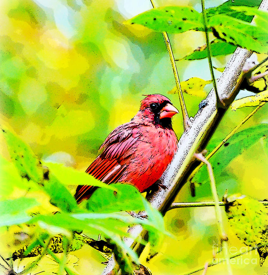 Male Cardinal - Artsy  Photograph by Kerri Farley