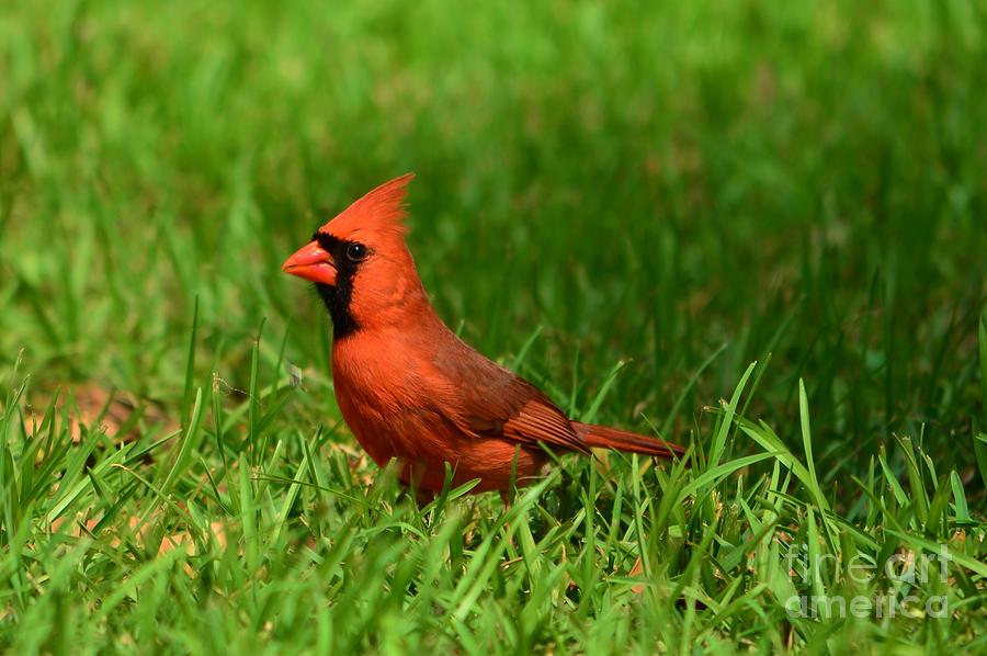 Male Cardinal Photograph by Bob Sample
