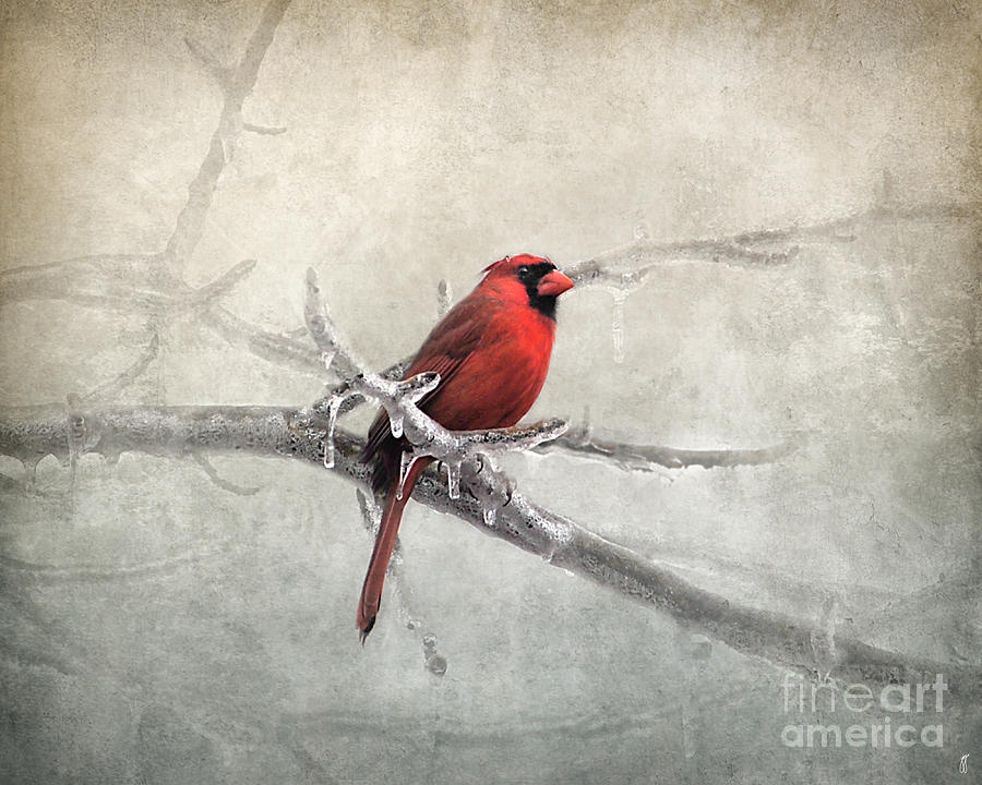 Male Cardinal Braving the Cold Photograph by Jai Johnson