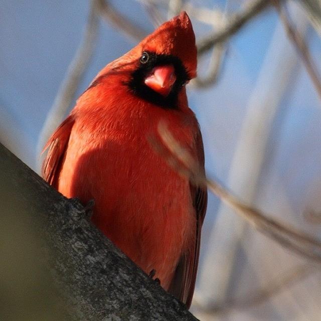 Cardinal Photograph - Male Cardinal #cardinal #winter by Lisa Thomas