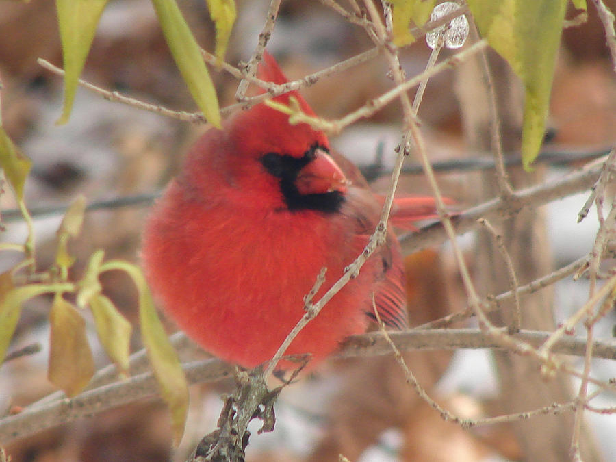 Male Cardinal Photograph by Carl Moore