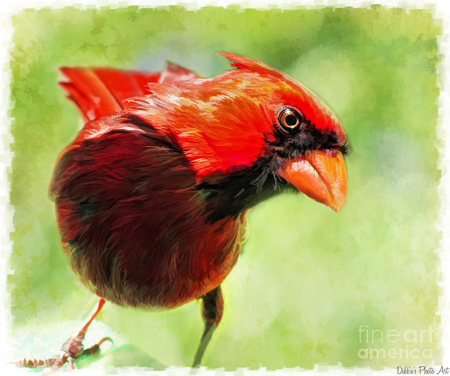 Male Cardinal Close Up - Digital Paint Photograph by Debbie Portwood