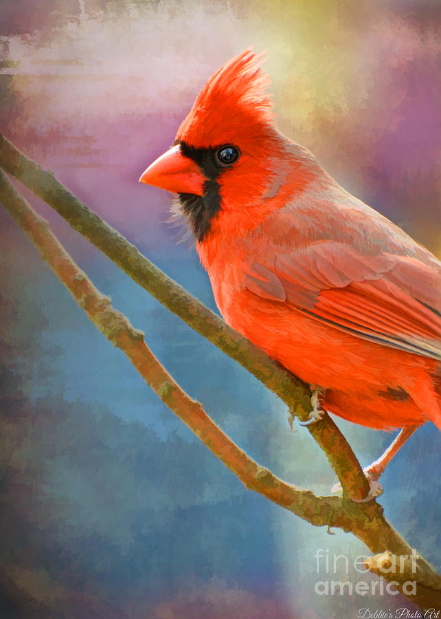 Male Cardinal  - Colorful Perch - Digital Paint Photograph by Debbie Portwood