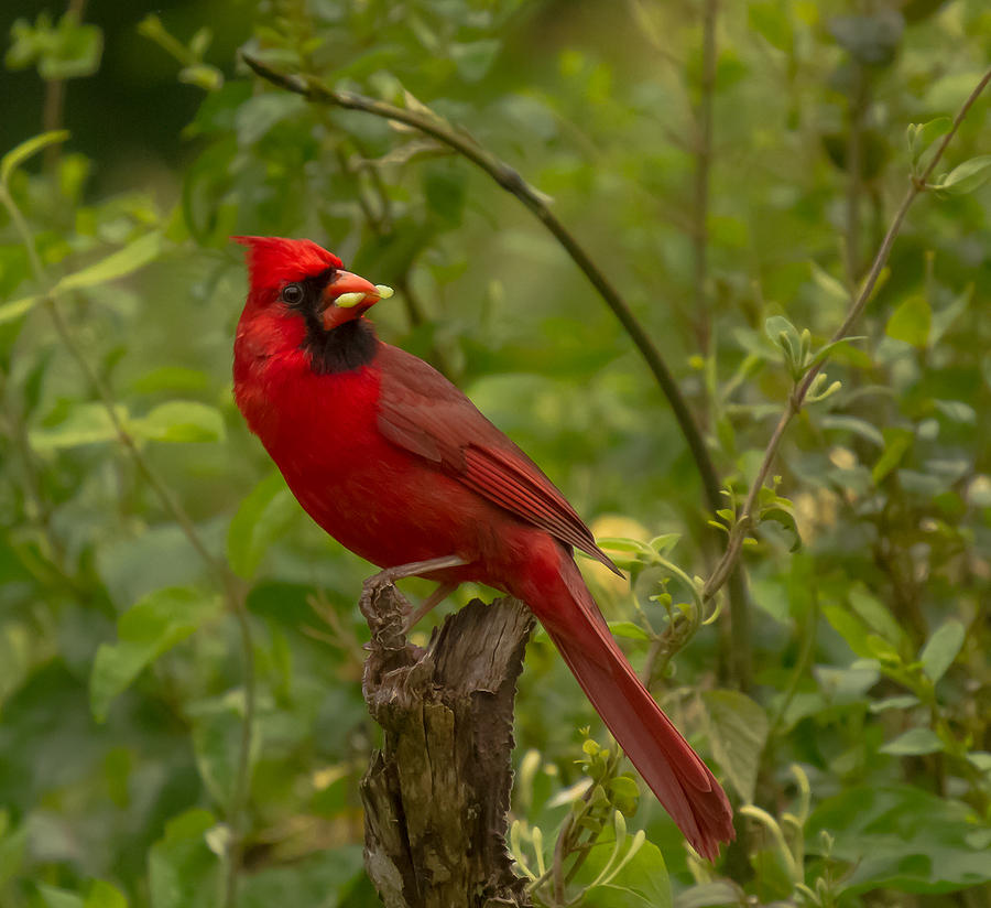 Male Cardinal Photograph by Doug McPherson