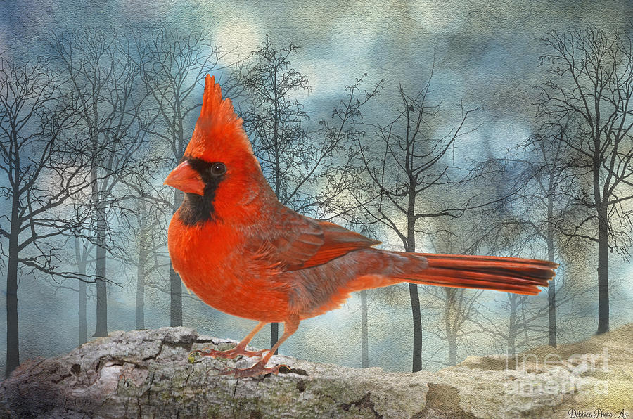 Male Cardinal II with winter trees Photograph by Debbie Portwood
